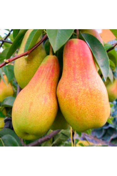 Груша Аббат Фетель крупним планом — жовтувата шкірка з легким рум’янцем